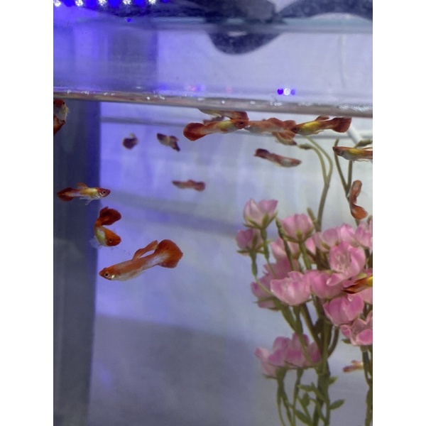 IKAN GUPPY RED AQUARIUM AQUASCAPE AIR TAWAR IKAN HIAS
