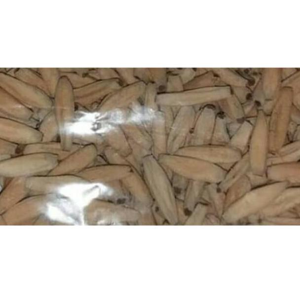 [H-N2N] ㊛] Benih/bibit Biji bunga kamboja/adenium ARABICUM ,THAISOCO & ARAB YELLOW-amanah