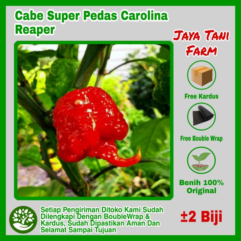 2 Biji Benih Cabe Rawit Super Pedas Carolina Reaper / Cabe Terpedas / Benih Sayuran / Bibit Sayuran 