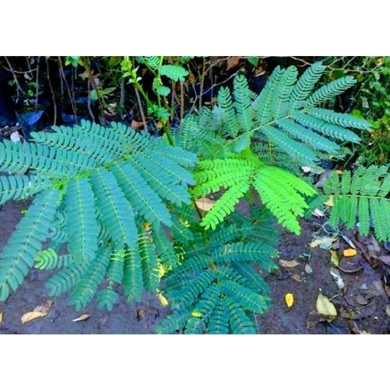 Bibit Tanaman pohon sengon