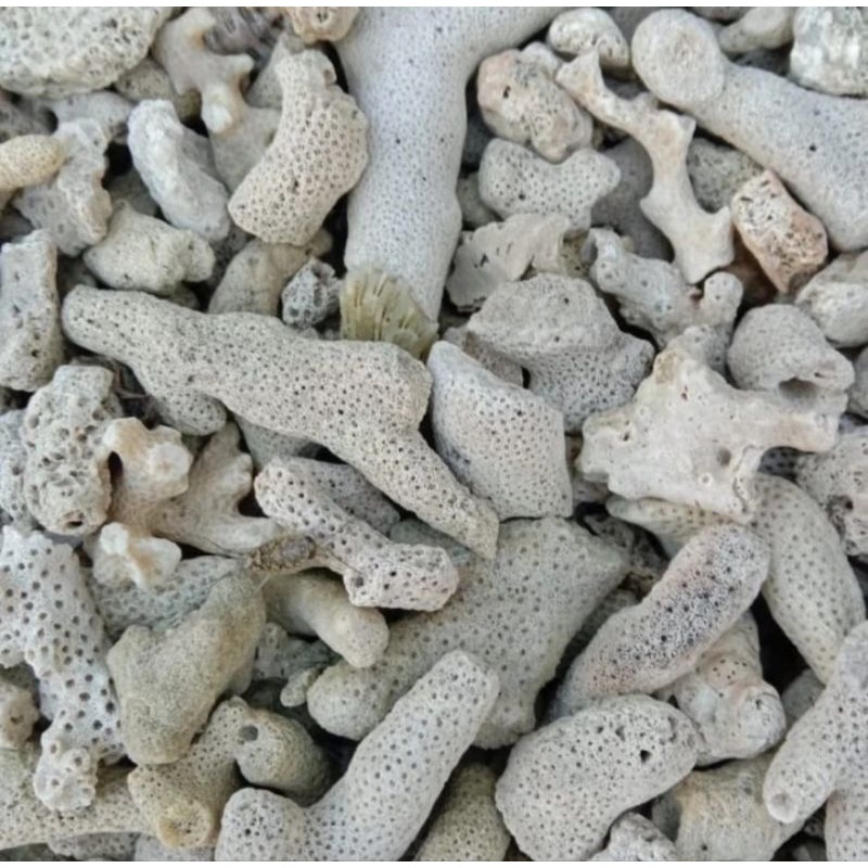 MEDIA FILTER KERANG JAHE - KERANG JAHE PENETRALISIR PH AIR