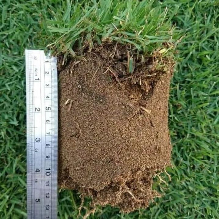 Jual Harga Termurah Benih Bibit Biji Rumput Zenith Zoysia Matrella Benih Rumput Manila Gram