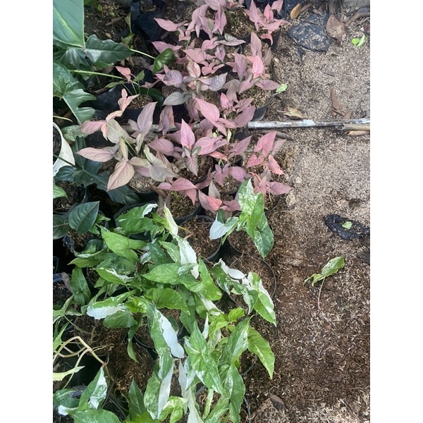 (BISA COD) PROMO paket 2 sygonium albo varigata dan sygonium pink