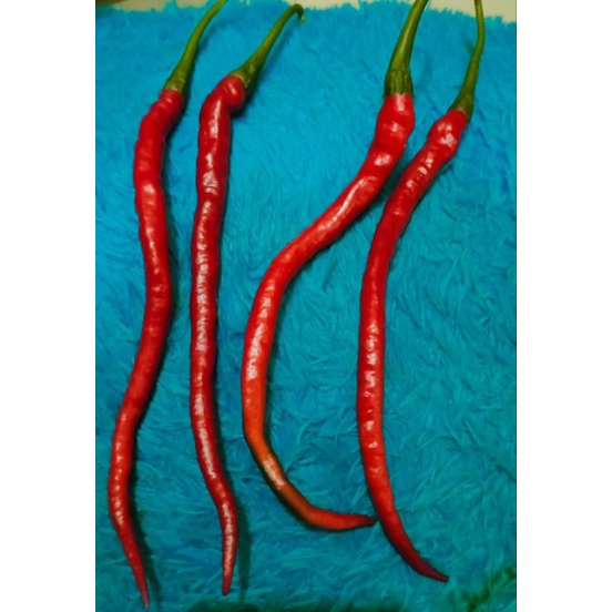 

CABE MERAH KERITING DAN CABE MERAH BESAR