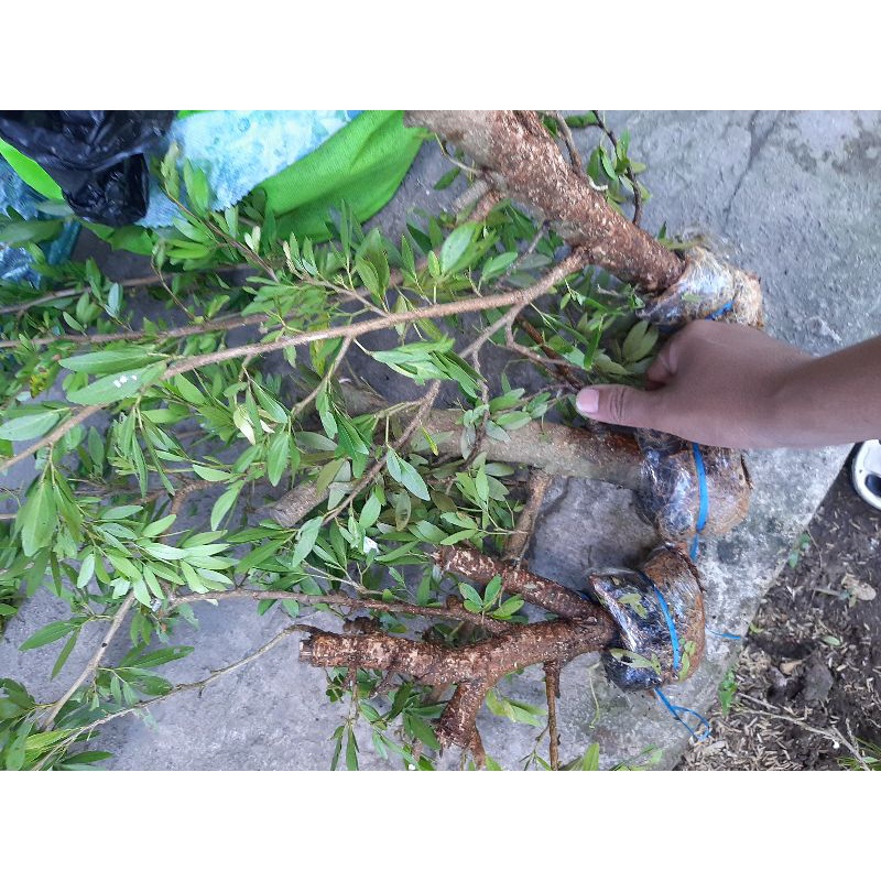 bahan bonsai kaliandra suriname / bahan bonsai kaliandra sulimaraja besar / kaliandra vietnam / bibi