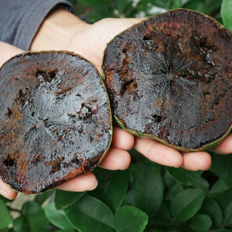 

[R-E2E ✔] Buah giant black sapote-terviral