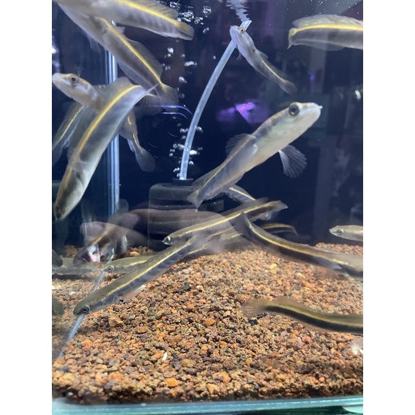 Green Marulius Seruyan 10cm