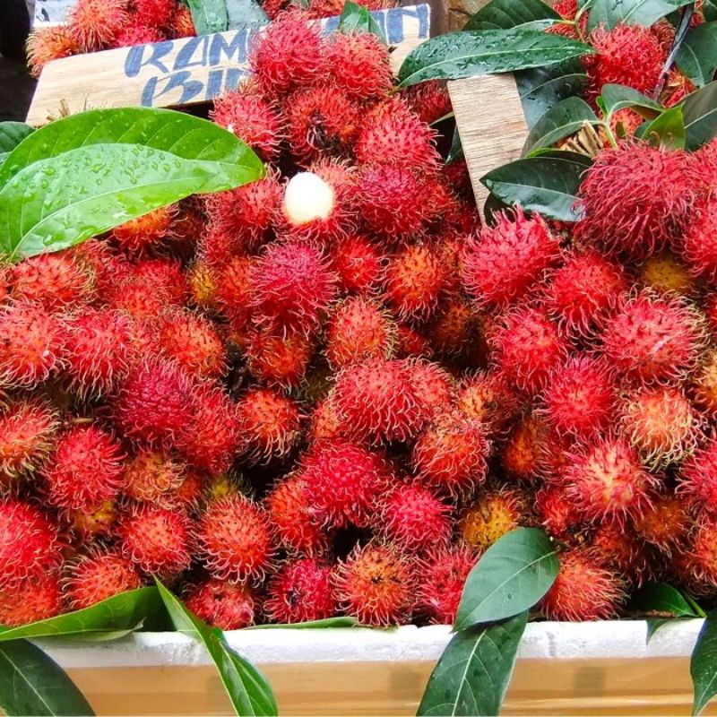 

2KG Buah Rambutan Binjai Manis (REGULER & KARGO)