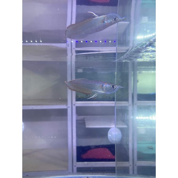 ARWANA SILVER IKAN PREDATOR AROWANA