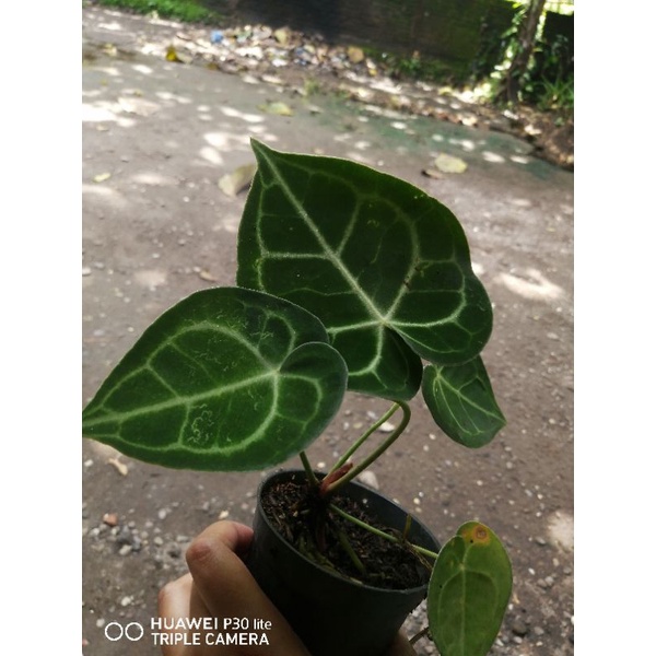 Anthurium clarinervium dark form 1