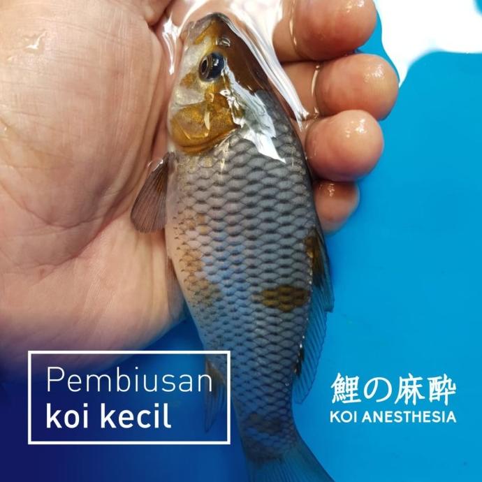 Bius Ikan Koi Anesthesia 100 ml