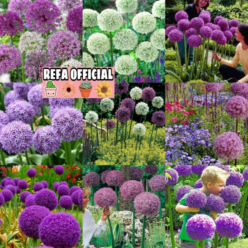 Jual Refa Isi Biji Benih Bunga Giant Allium Bunga Hias Mudah Tumbuh Bunga Allium Benih