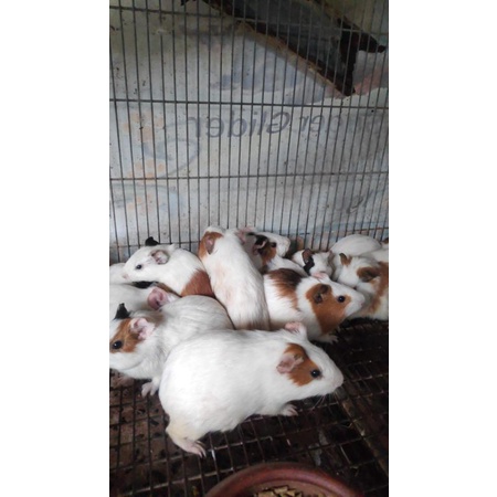 Guinea pig atau marmut Surabaya