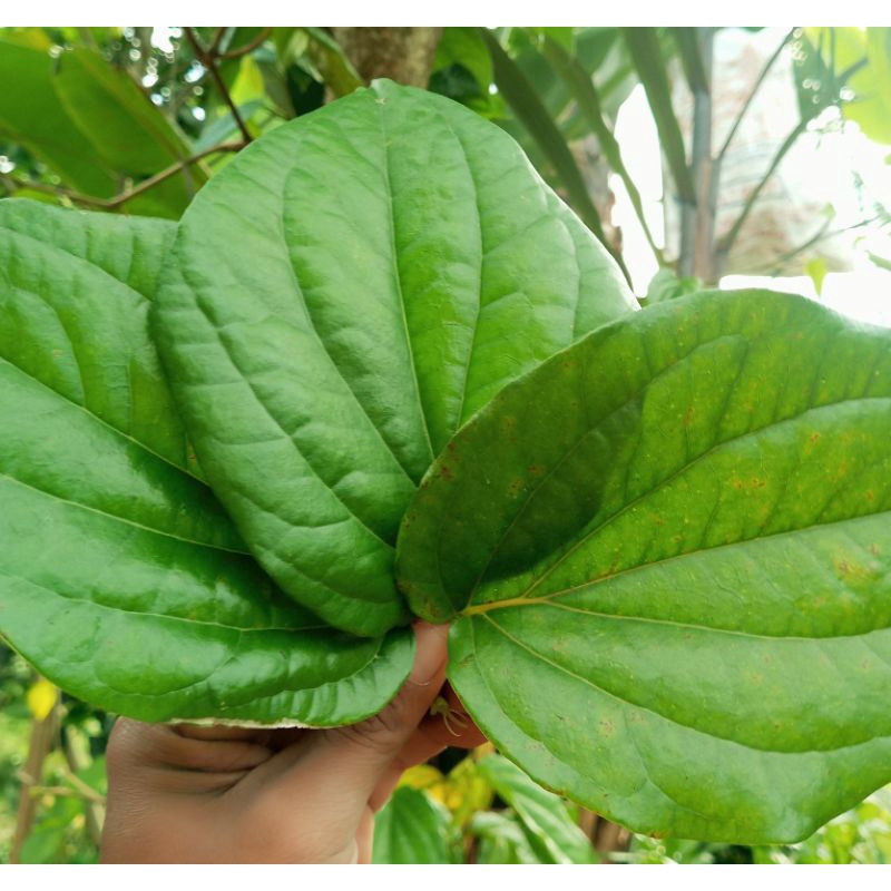 

Daun sirih segar500gram