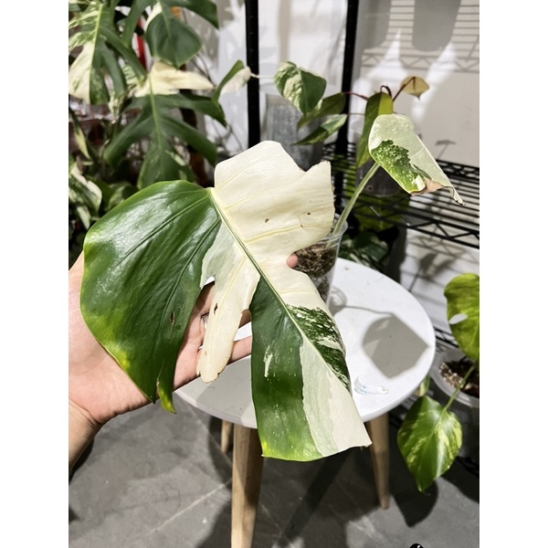 king monstera deliciosa variegata 3 daun aktif med size CD12