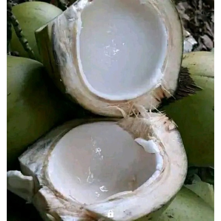 

Degan / Kelapa Muda Fress Baru Dipetik