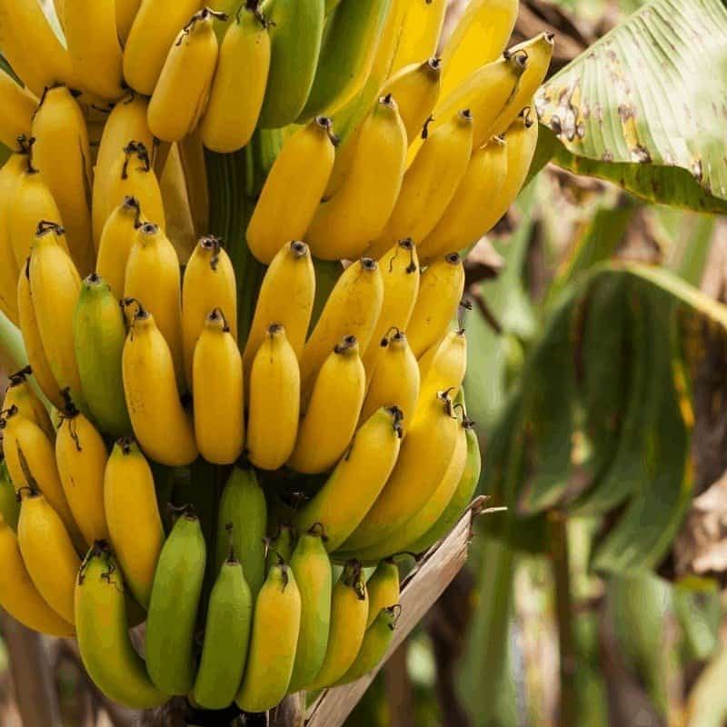 Pupuk Booster Organik Pelebat Buah Pisang Dan Perangsang Agar Cepat Berbuah