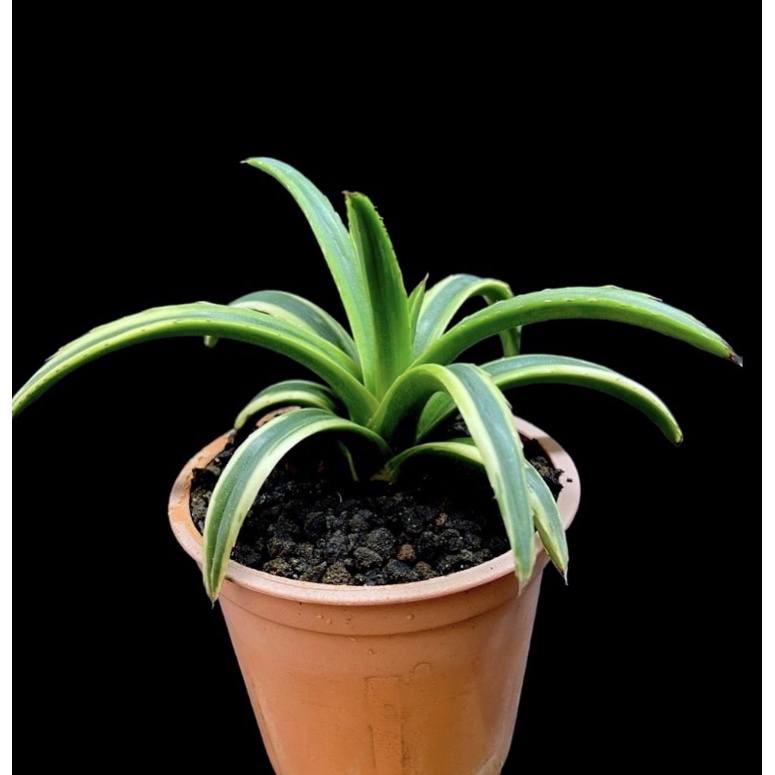 Agave Victoriae Reginae Variegata #1