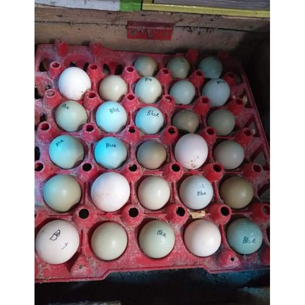 Telur Tetas Ayam Ringneck pheasant