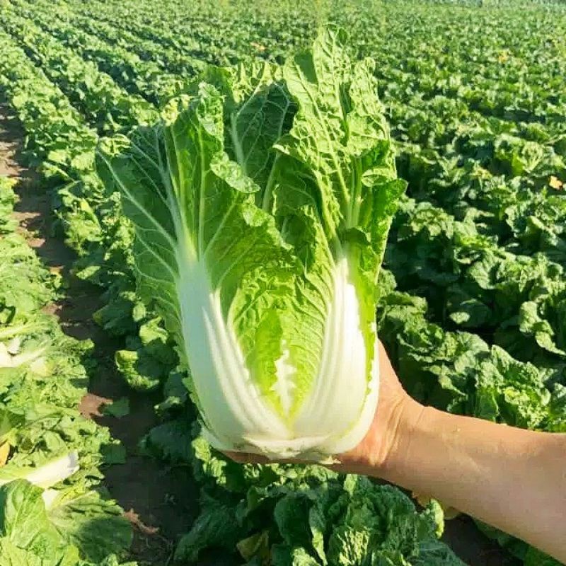 PlantSeed - 20 Benih Bibit Sawi Putih F1 Dataran Rendah Sayur Slobor Unggul