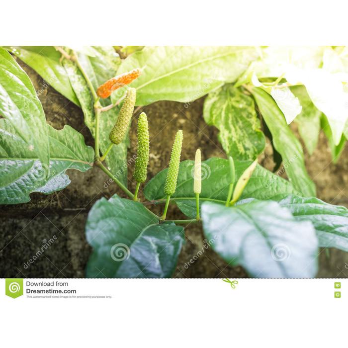 

Cabe Jawa Cabe Jamu Bi Bo Long Pepper 500 G Best Seller