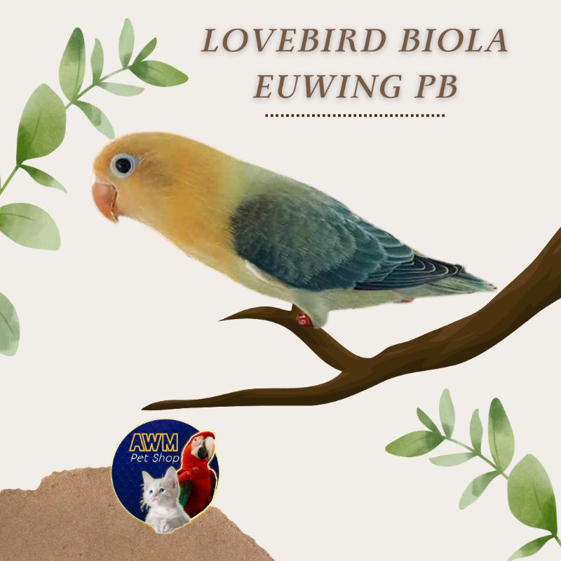 BURUNG LOVEBIRD BIOLA PARBLUE EUWING PBE
