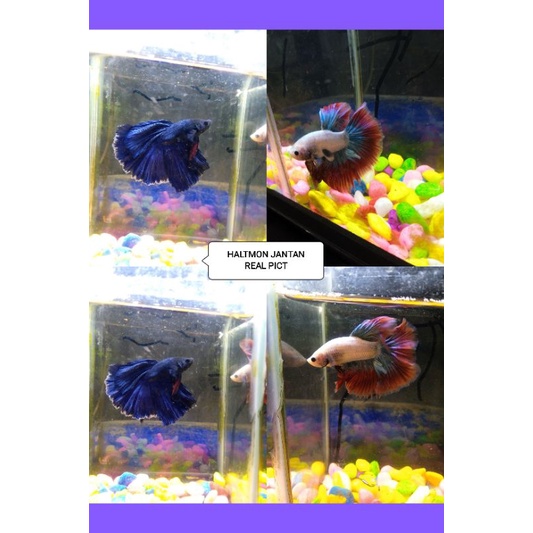 haltmon rostail jantan