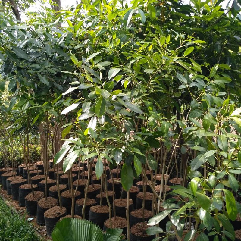 Tanaman Pohon Tabebuya Warna Ungu Tinggi 1 Meter Siap Berbunga