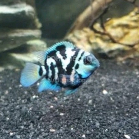 Ikan Blue Pollar Parrot Cakep Penghias Aquarium Aquascape Gojek Only