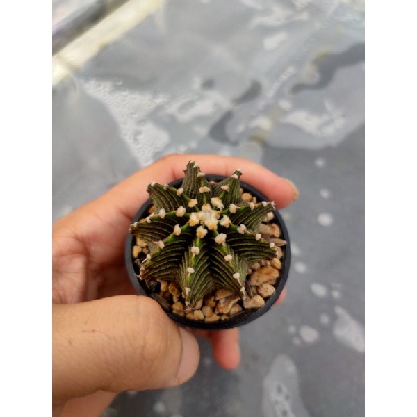 Kaktus Gymnocalycium-Gymno LB 2178