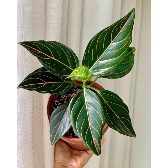 Tanaman hias Aglonema Rotundum Hijau / Aglaonema Rotundum Aceh hijau