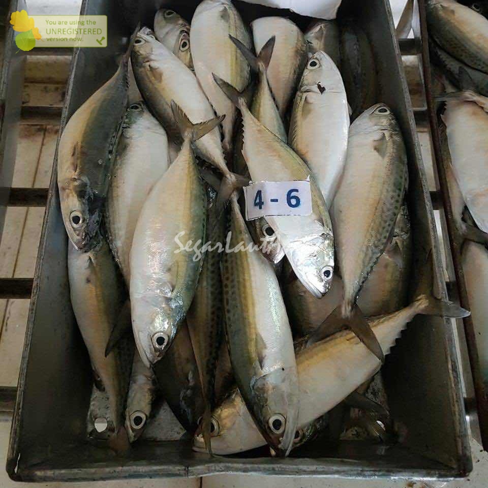 

Ikan Kembung Banjar Segar Ikan Kembung Banjar Fresh Ikan Hasil Laut Segar