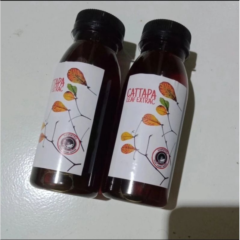 Ekstrak Daun Ketapang Merah Premium Quality