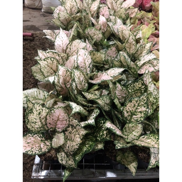 Aglaonema Dud Cream Jumbo