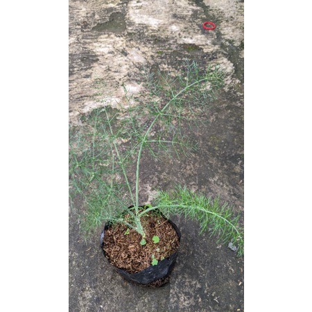 bibit pohon adas - tanaman adas - bibit tanaman herbal murah