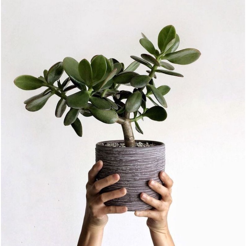 Bibit Bonsai Jade Plant