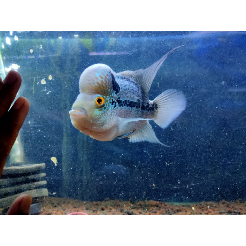 

ikan lohan cencu / ikan louhan grade mutiara cencu 4 jari