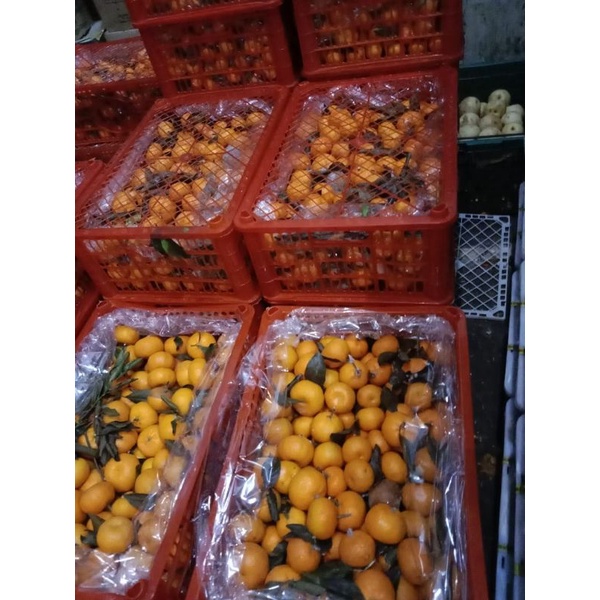 

jeruk Santang daun orange Pekanbaru