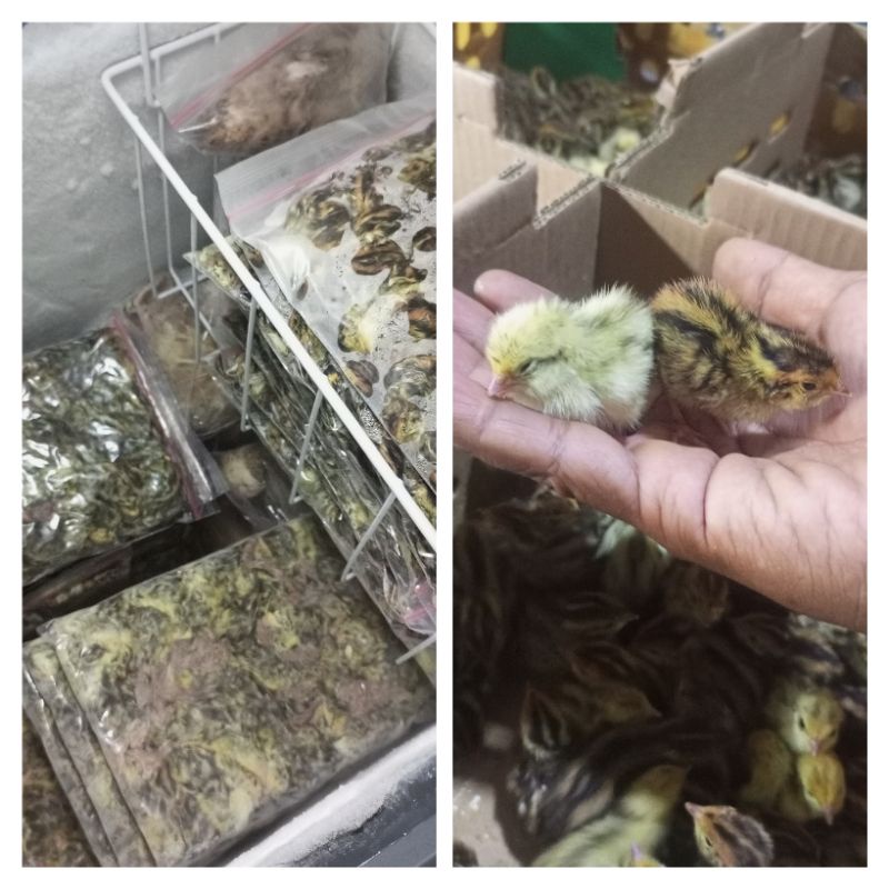 DoQ Frozen pakan predator