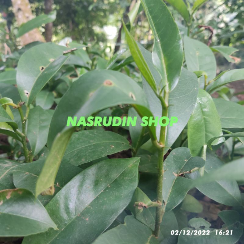 Fresh Segar BIBIT HUNI ASLI / BIBIT BUAH HUNI TERMURAH / BUNI / BONI / WUNI / PERPOHON / SIAP TANAM