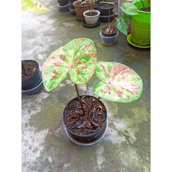 caladium H02