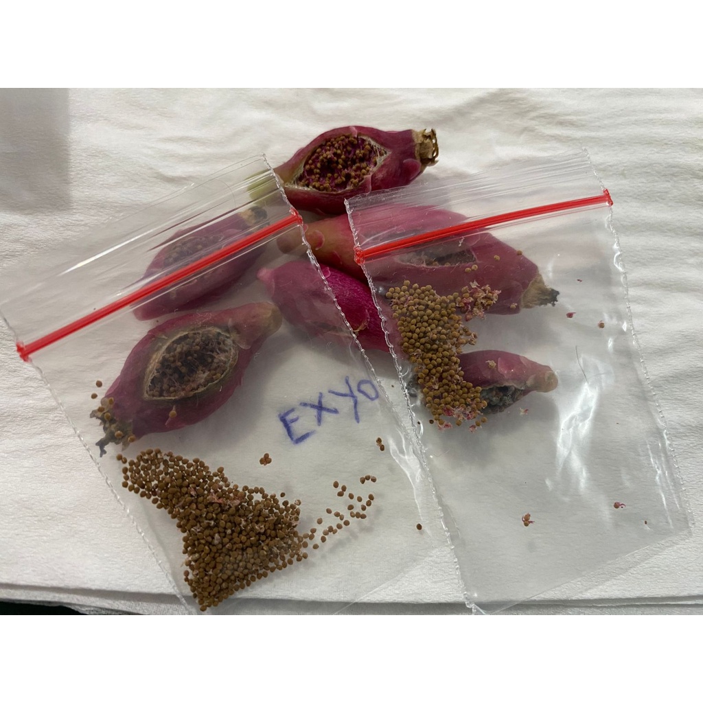 100 Biji Benih Kaktus Mix Gymno Miha LB Aurea Carnelian Red Pink Japan Var