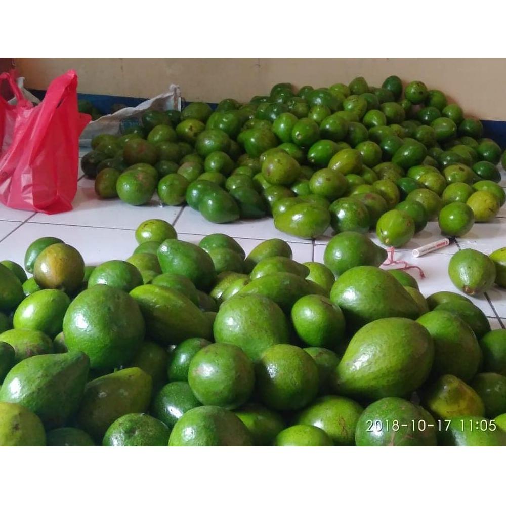 

[KODE PRODUK 7NAFC5678] Alpukat Mentega Bergaransi PROMO (Isi 4 Buah)