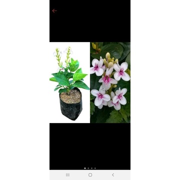 bibit tanaman hias bunga melati jepang...bibit bunga gampang hidup...