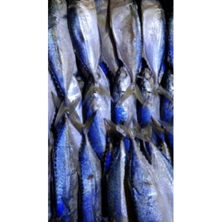 

ikan kempung rebus Medan ikan kembung rebus
