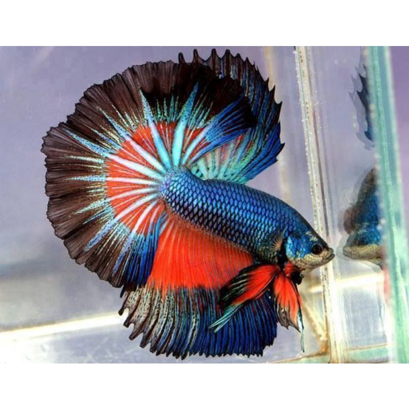 ElegantBettas... Halfmoon Male Size -M