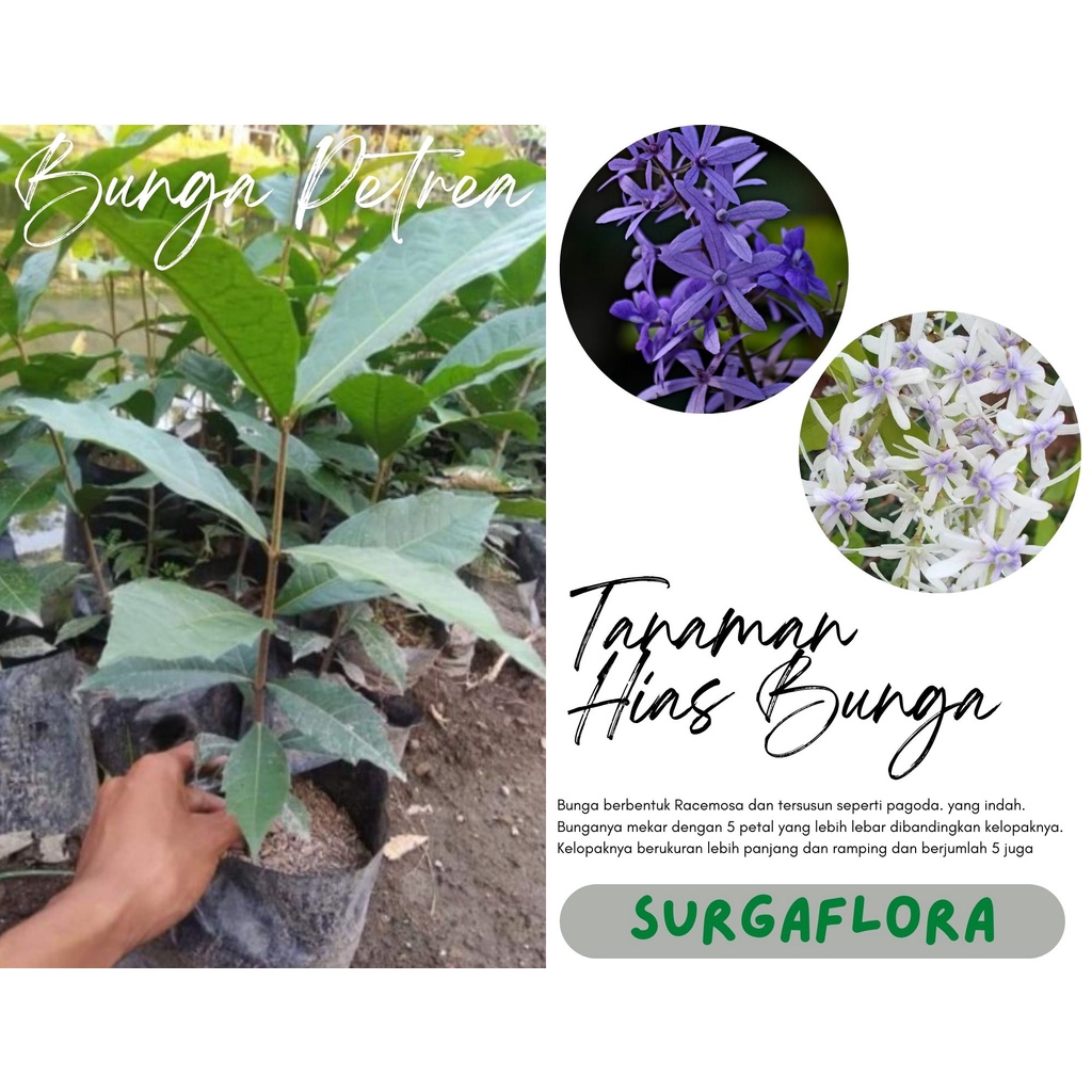Bunga Merambat Petrea - Bibit Tanaman Hias Merambat Bunga Petrea - Bunga Patrea
