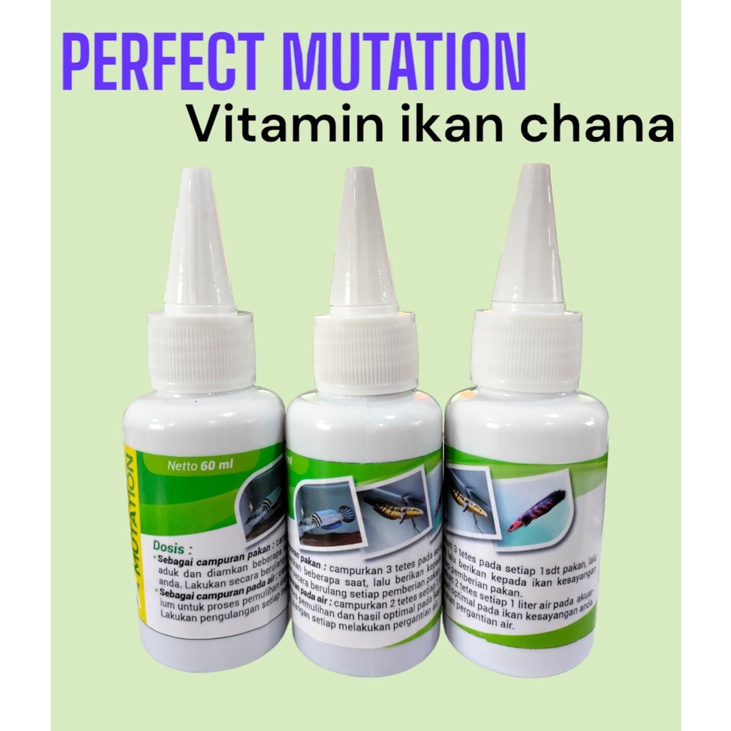 OBAT MUTASI IKAN CHANA PERFECT MUTATION VITAMIN IKAN CHANNA BARCA MARU