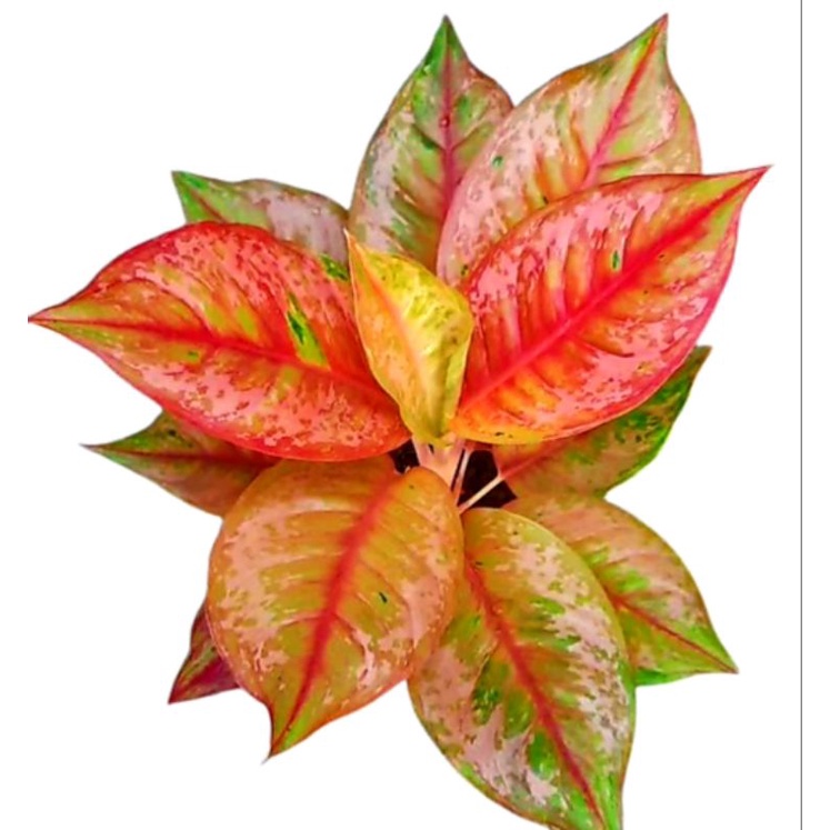 Aglonema LOD Light Of Diamond