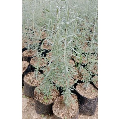 Mexican Lavender - Lavender Mexico